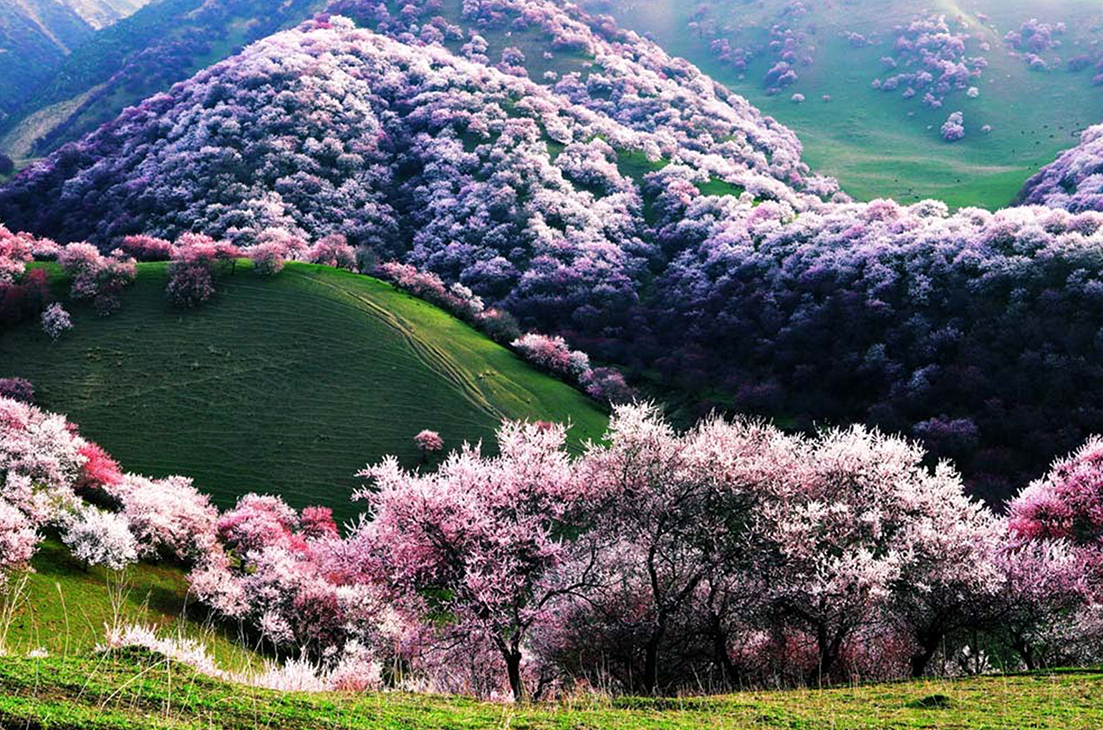apricot blossoms in xinjiiang