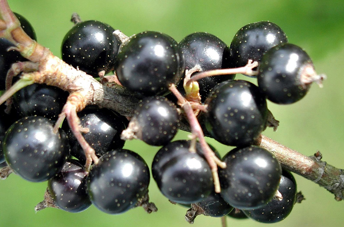black currants ready to pick 