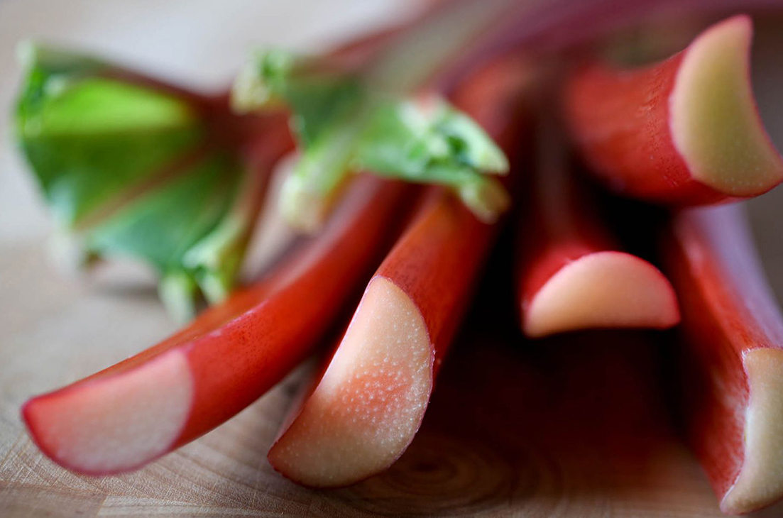 rhubarb fresh cut from the field 