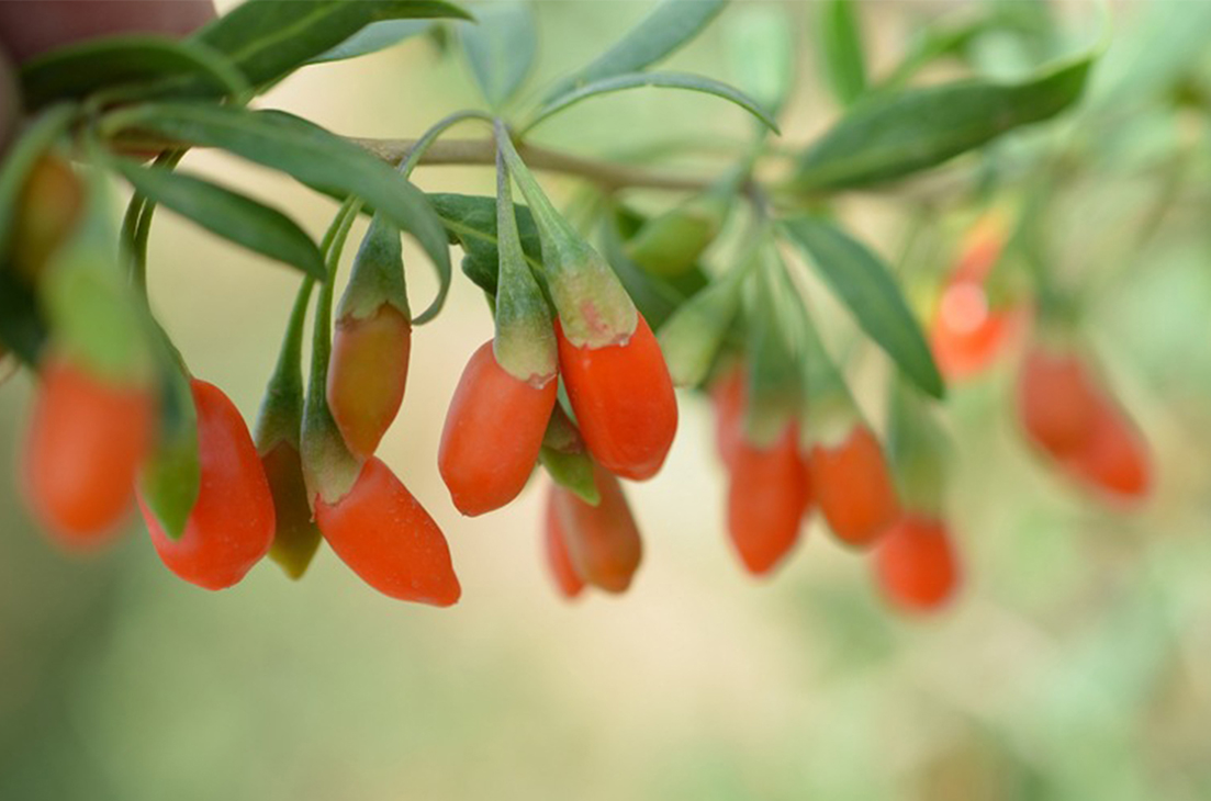 ripe goji berries