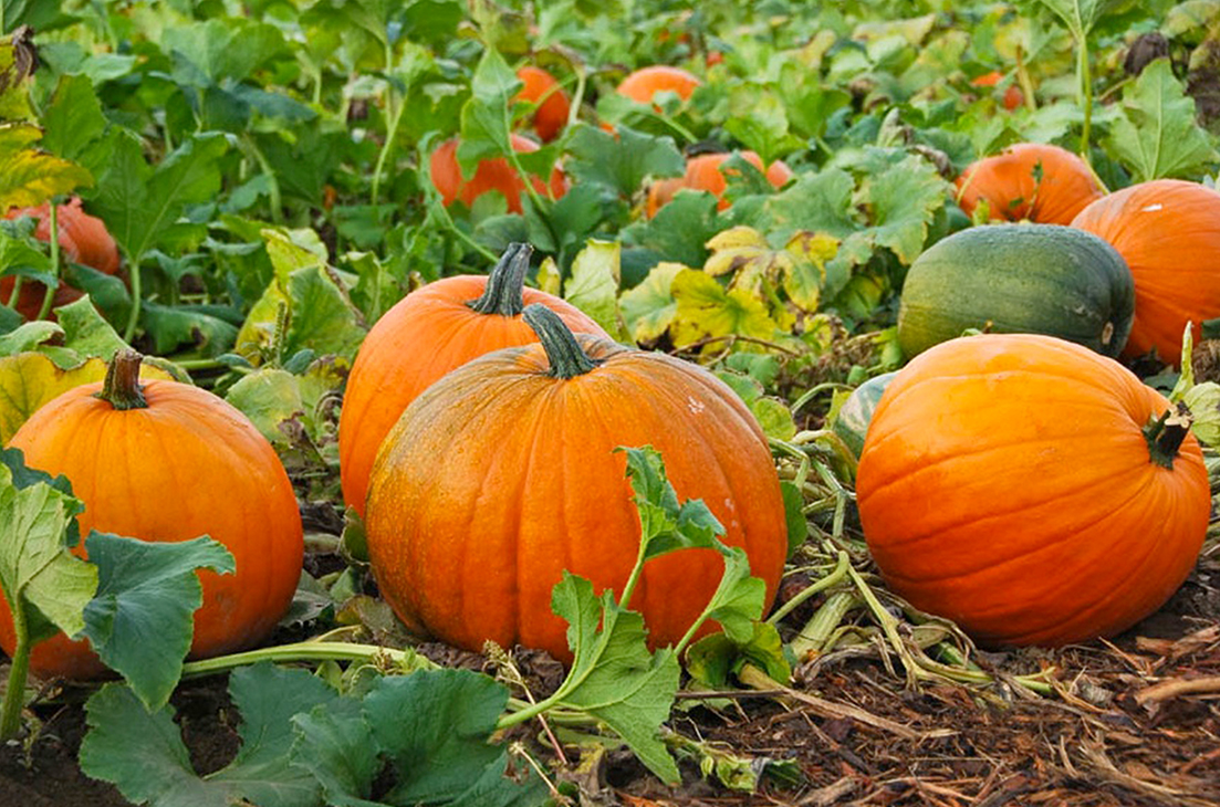 pumpkin patch